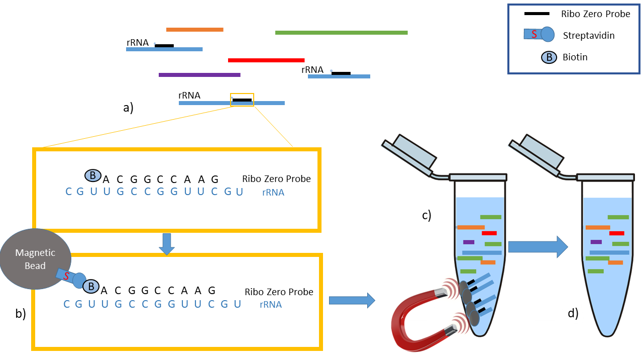 Best Practices To Minimize Rrna Contamination In Truseq Stranded Total